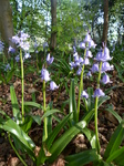 FZ028725 Bluebells in Heath Park.jpg